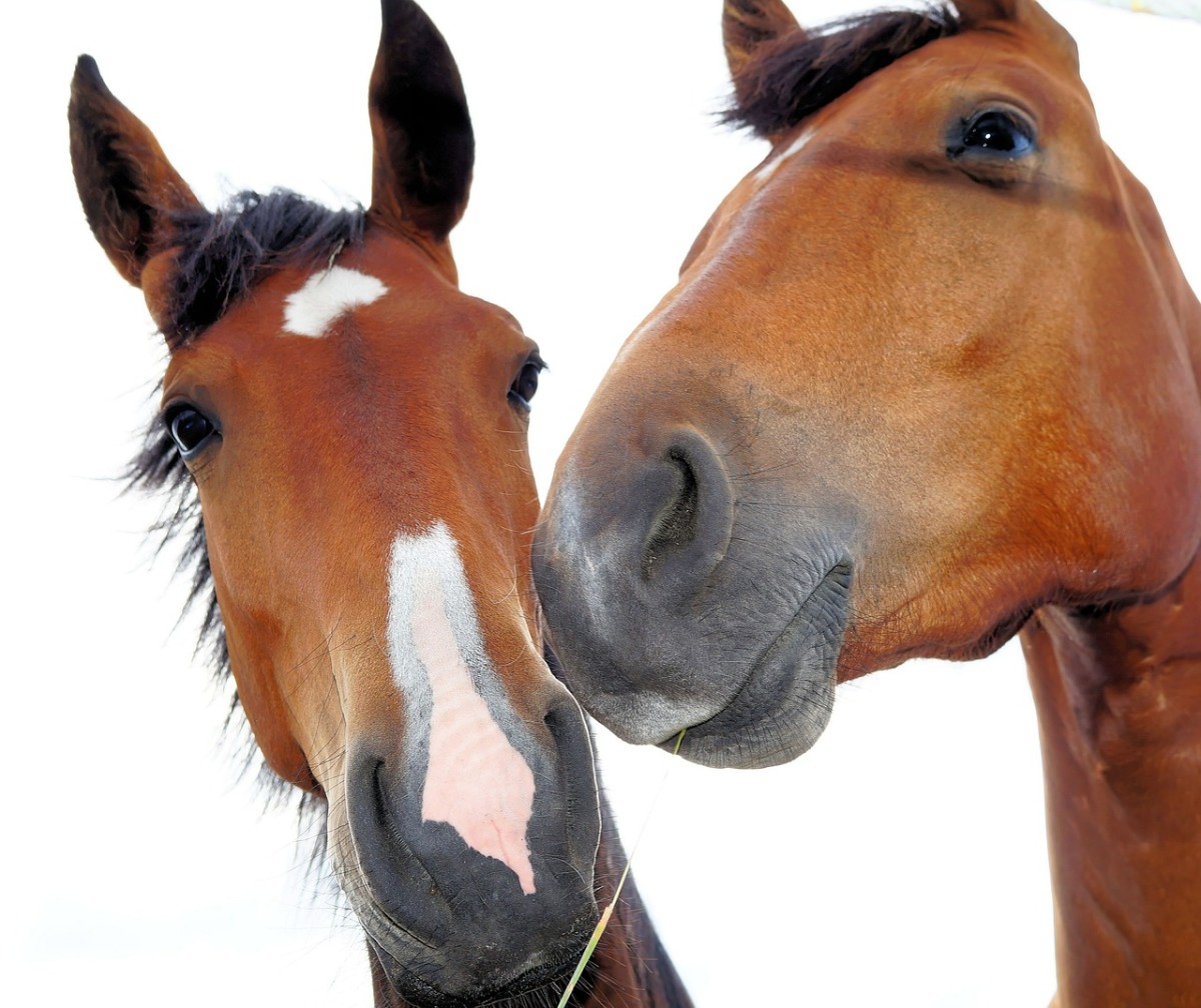 Horses smell each other as a way to identify their friends.