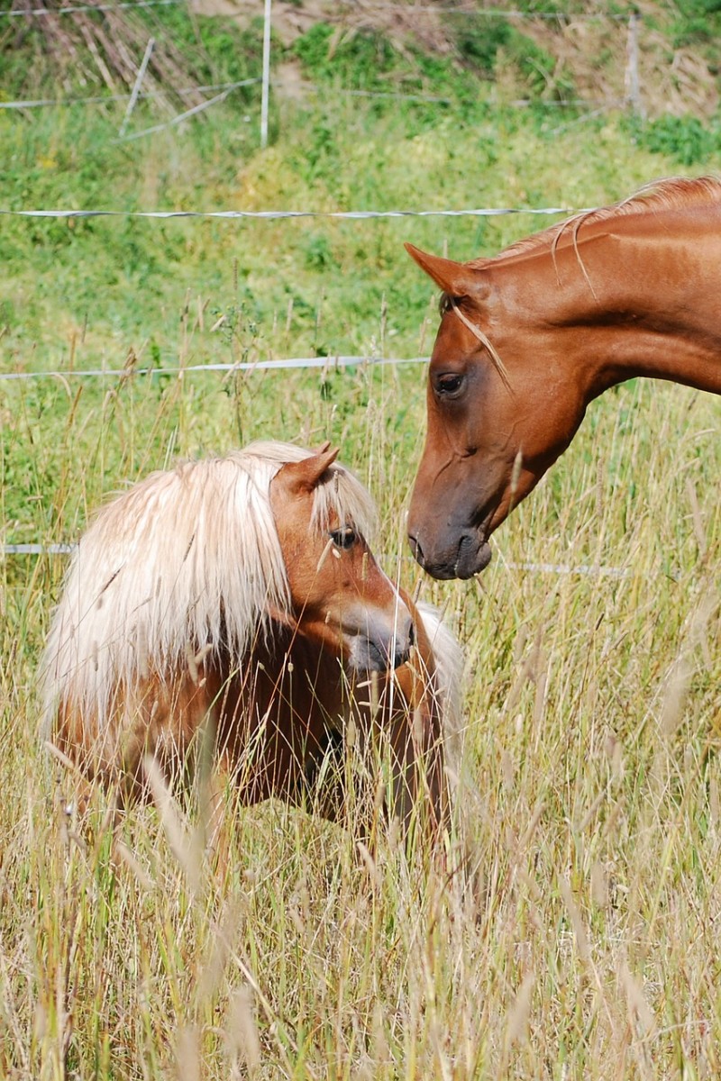 Mares sniff their young