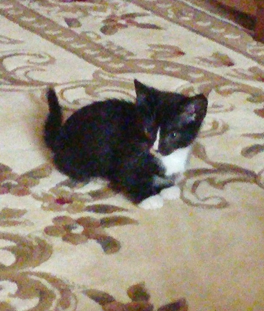 Adopting a Munchkin Kitten - HubPages