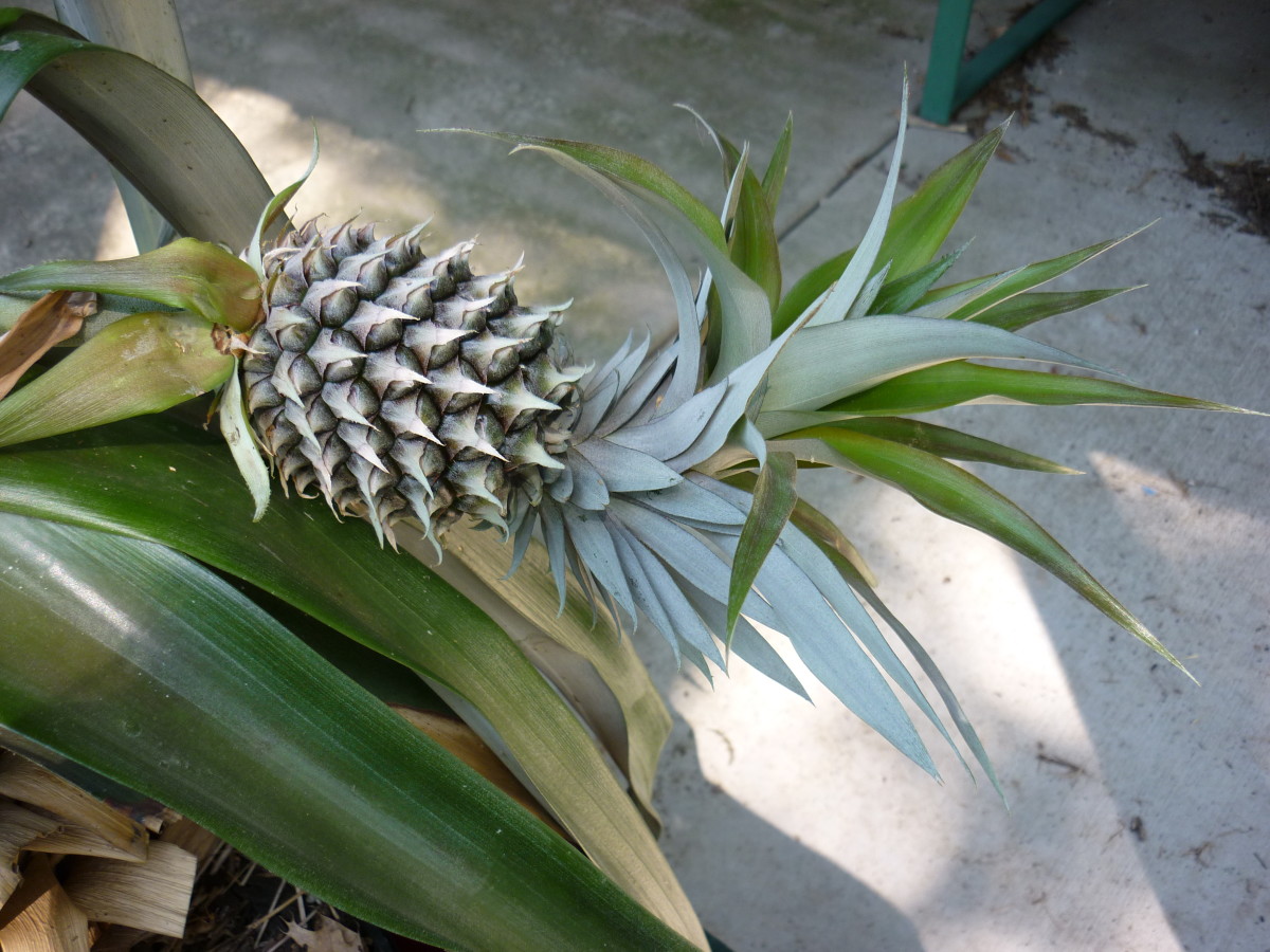 Pineapple #2 - August 2015