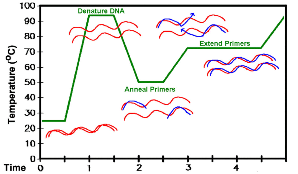 An example of a polymerase chain reaction heating curve. Individual temperatures may vary based on individual experiments.