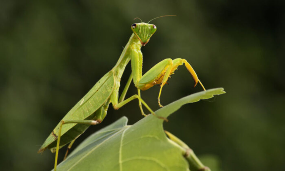 Praying mantis (Mantodea)