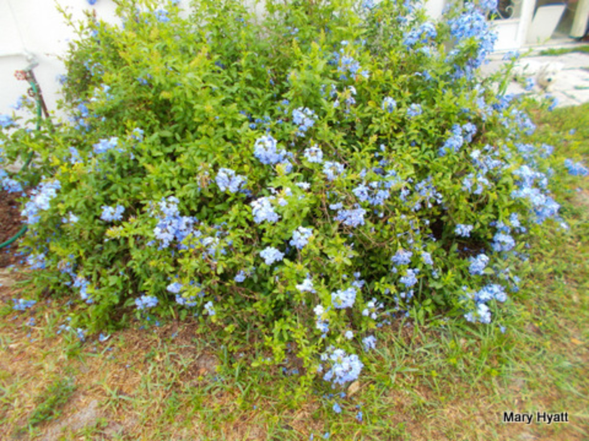 5-of-my-favorite-blue-flowers
