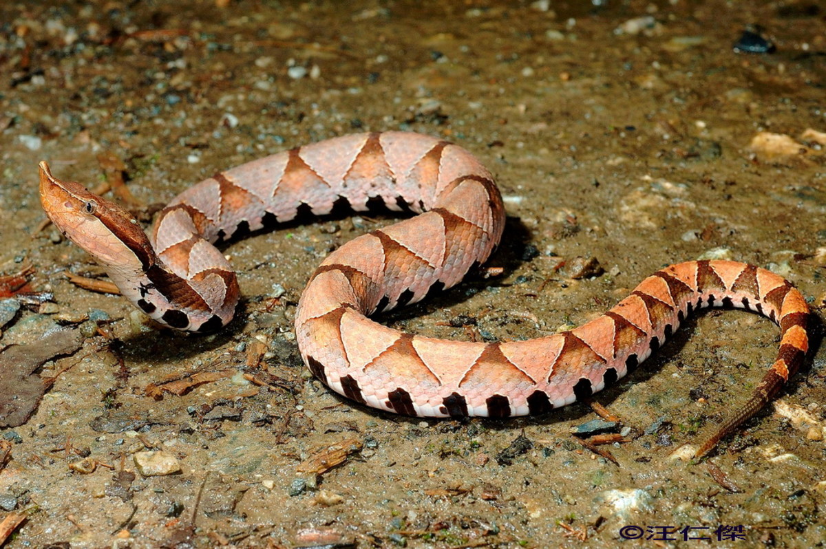 China, Venomous Snakes in Bejing, Hong Kong, Shanghai, and Rural Areas