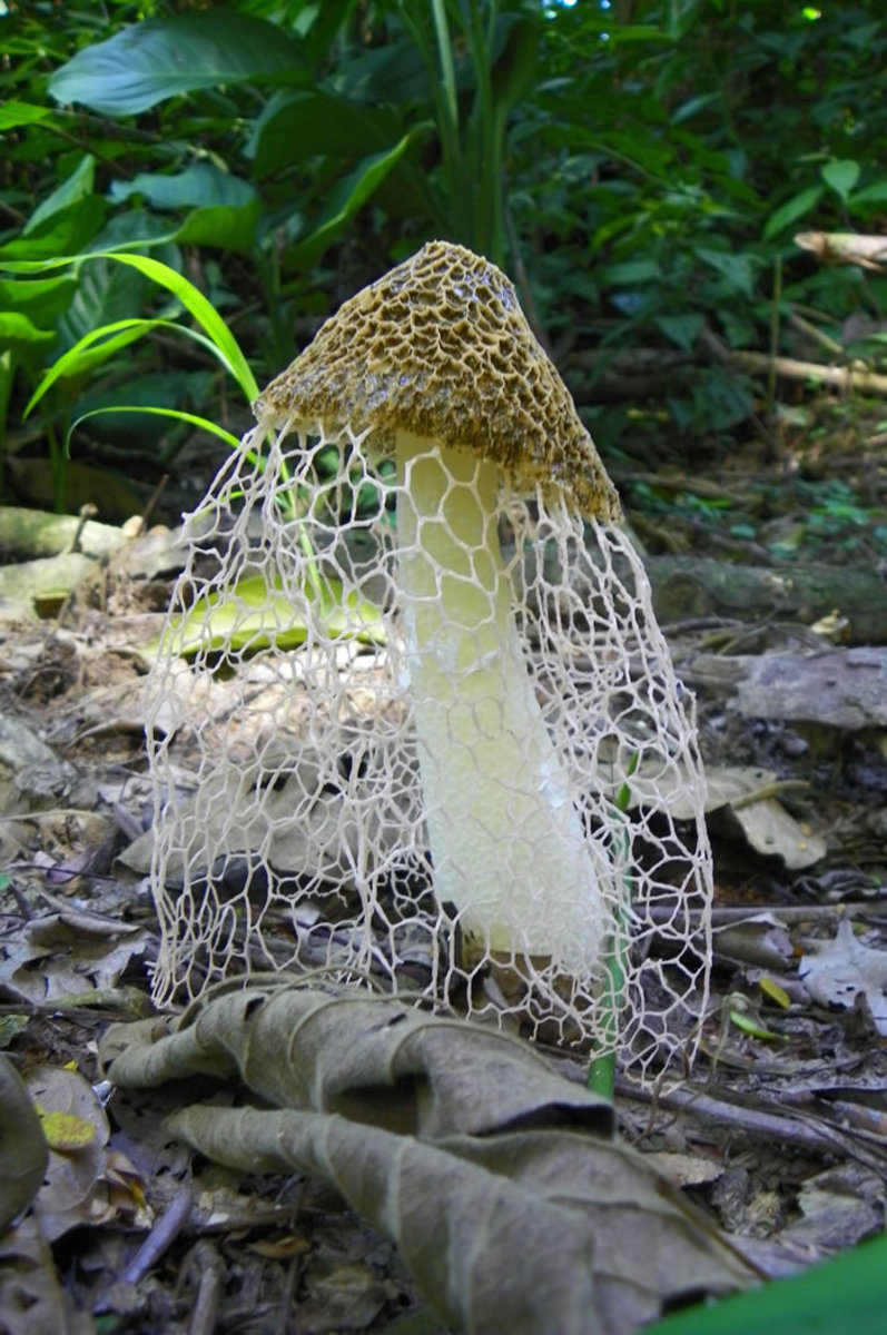 Veiled Mushroom-HIdden Beauty?