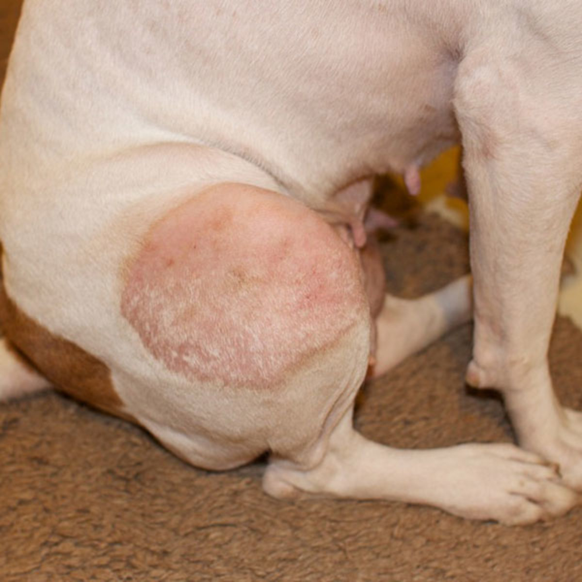 Dog with Ringworm