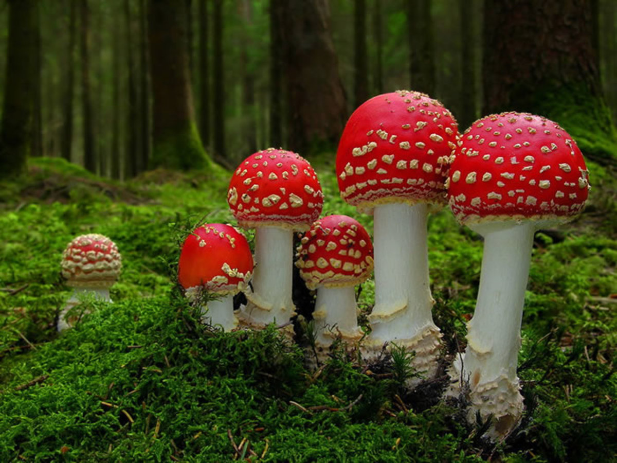 Fly Agaric- nature's Lollipop?