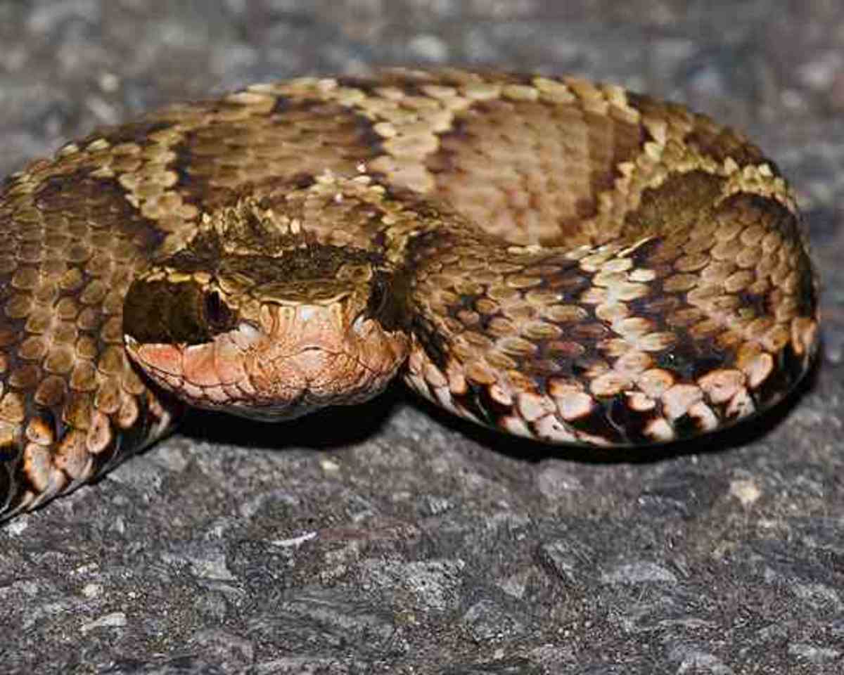 Japan, Venomous Snakes, Poisonous Spiders and Deadly Bugs and Insects