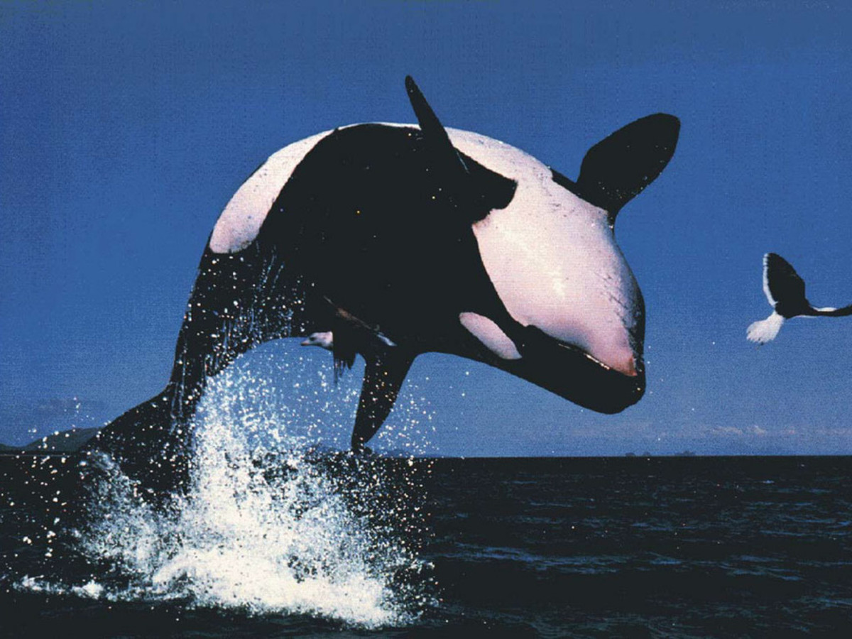 Tilikum in 2015: what happens when orcas are kept in captivity