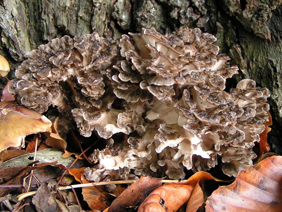 A Maitake Mushroom Cluster