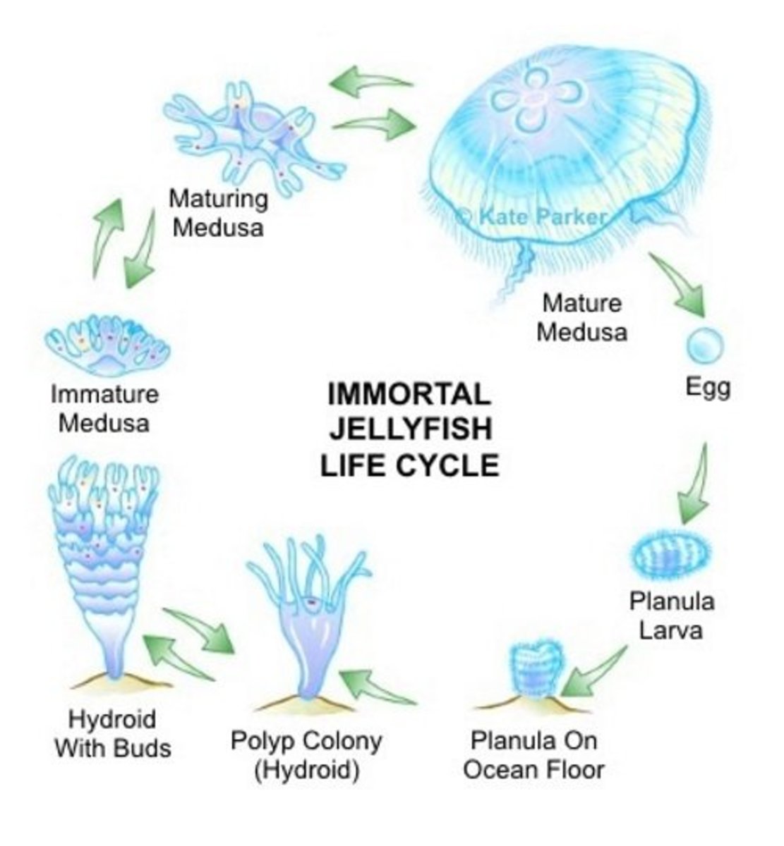 Immortal jellyfishes (Turritopsis dohrnii) have the amazing ability to revert back to the polyp stage anywhere in their medusa stages of development.