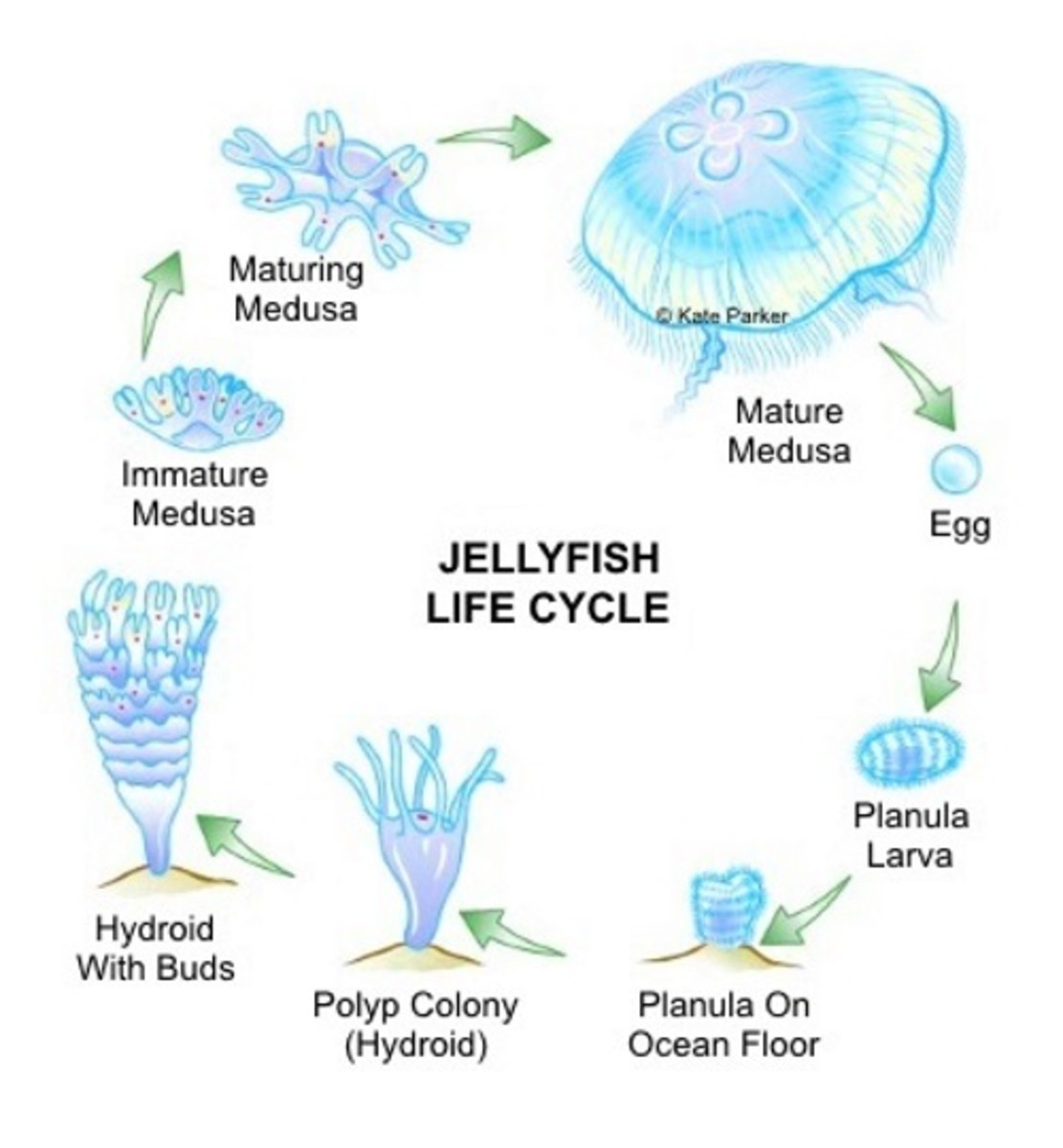 The basic life cycle of an average jellyfish.