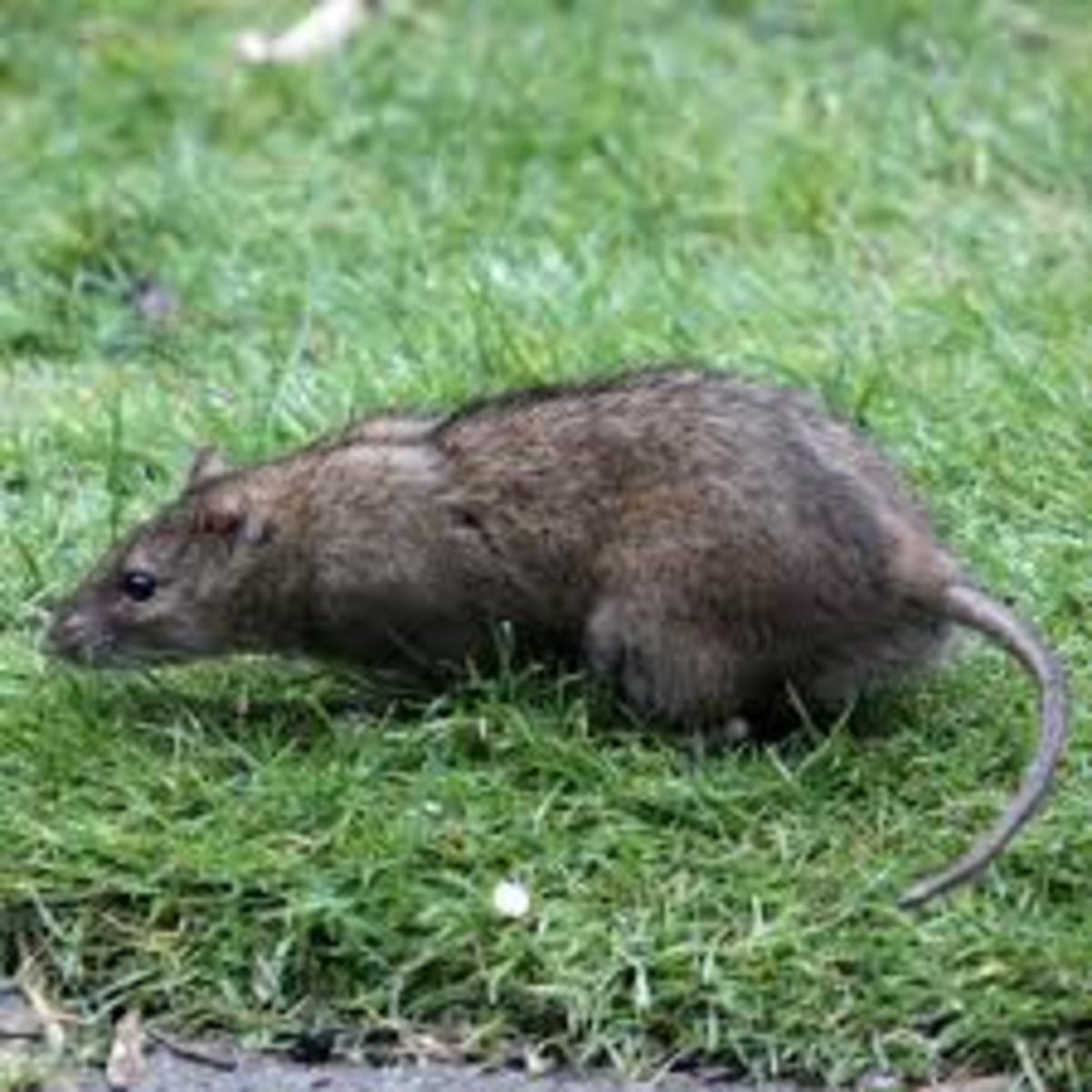 the-brown-rat