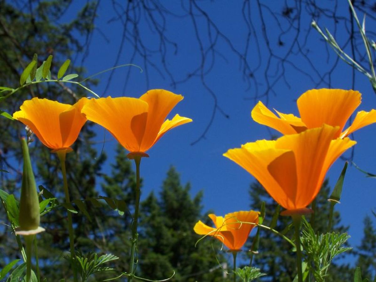 California Poppy (Eschscholzia californica) 