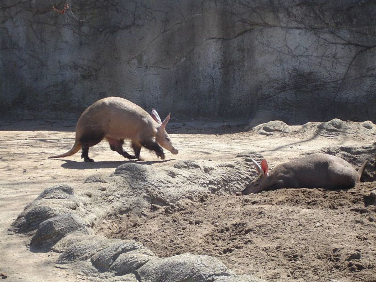 Aardvarks at Detroit Zoo