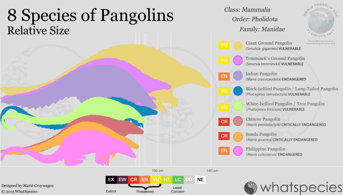 Chart of the eight different species of pangolin.