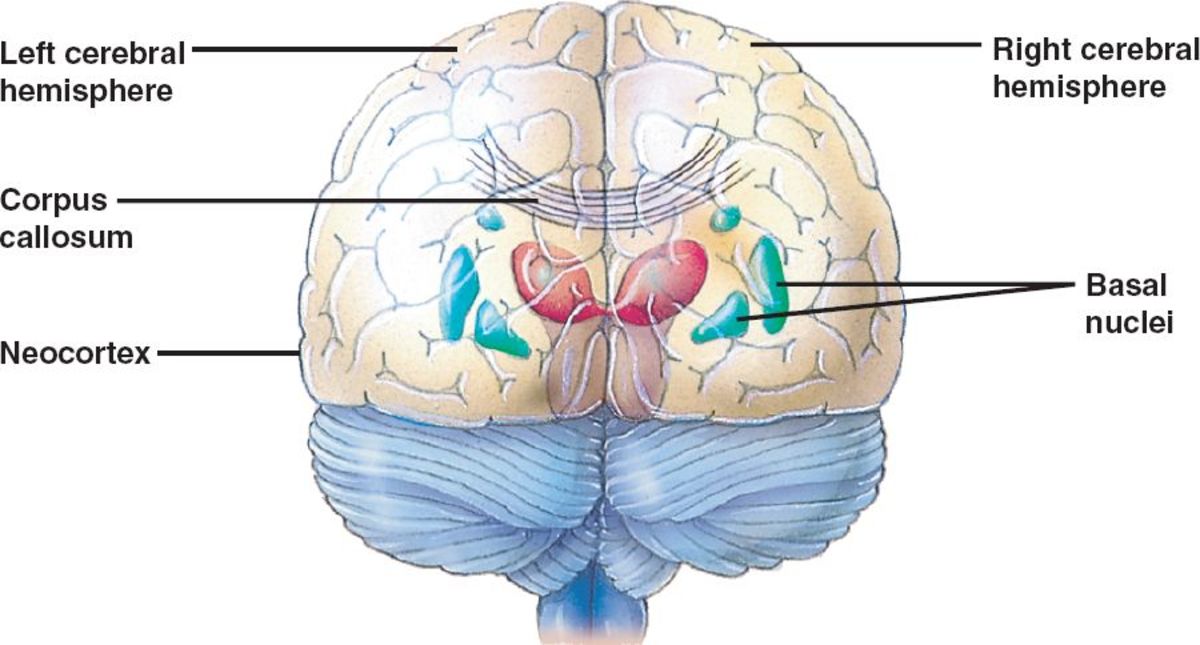 The Parts and Functions of The Human Brain - HubPages