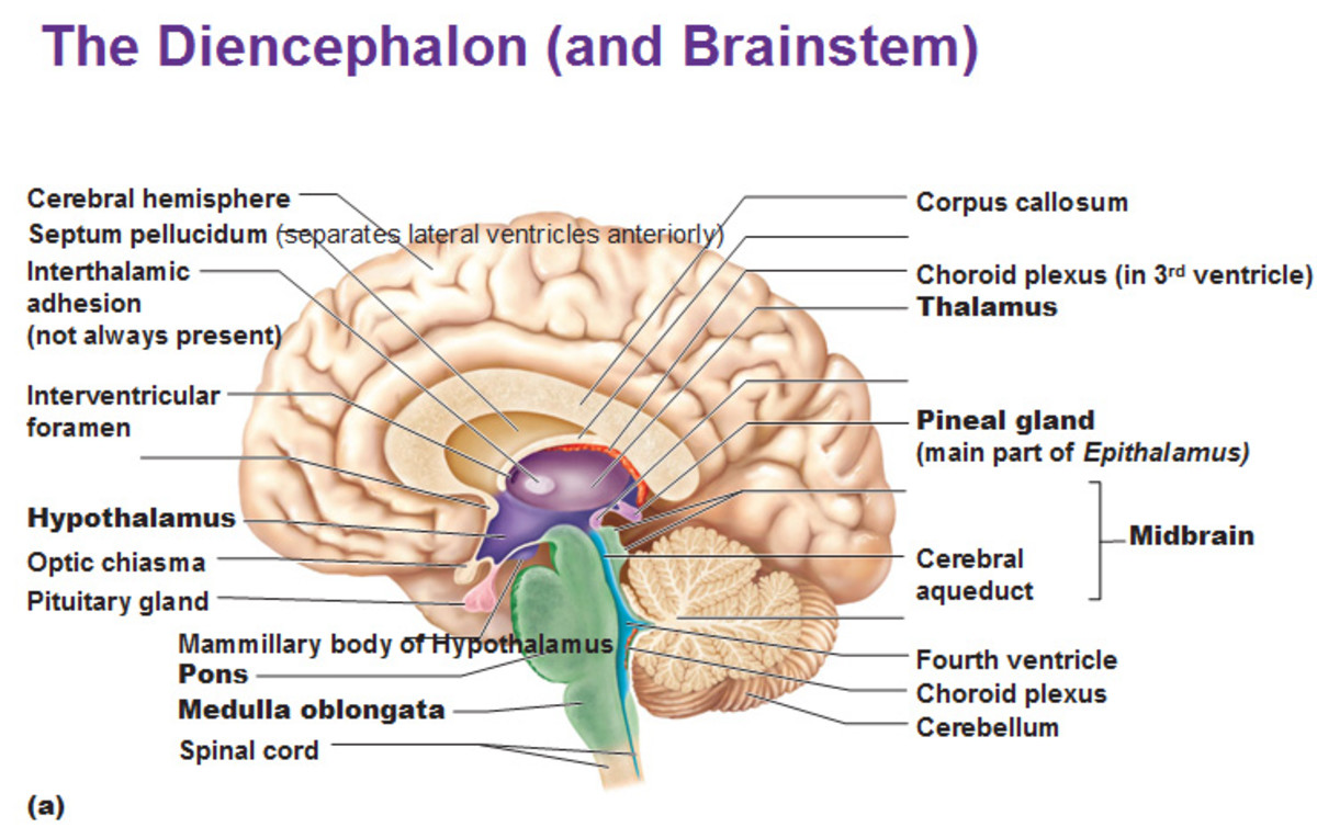 The Parts and Functions of The Human Brain - HubPages