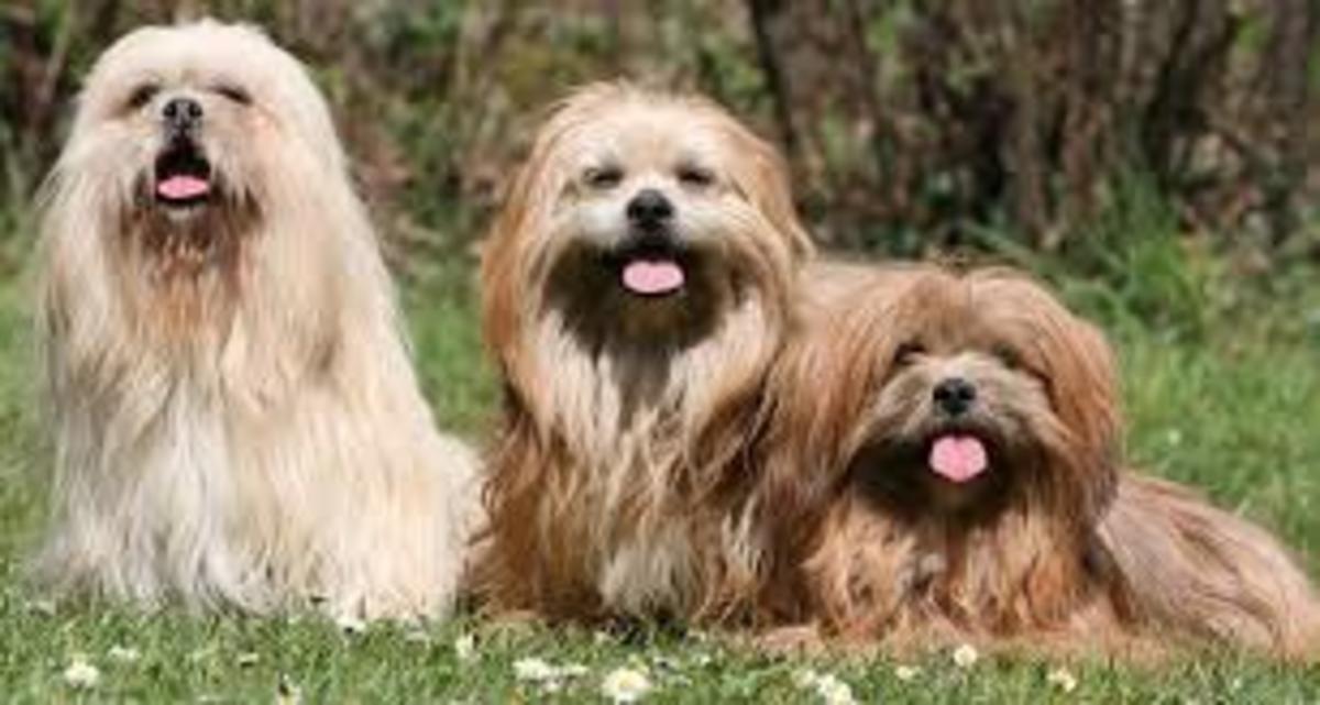 top-10-most-expensive-dog-breeds-from-asia