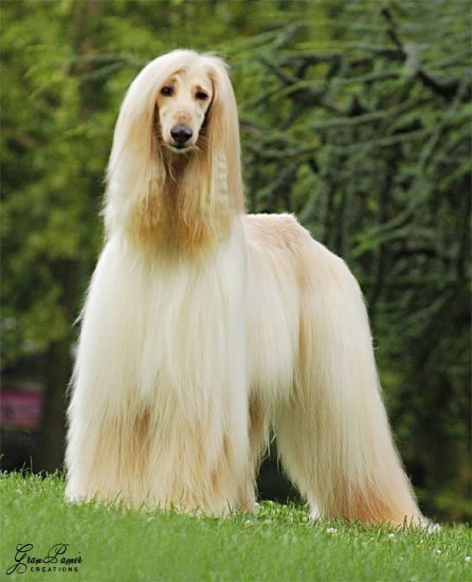 top-10-most-expensive-dog-breeds-from-asia