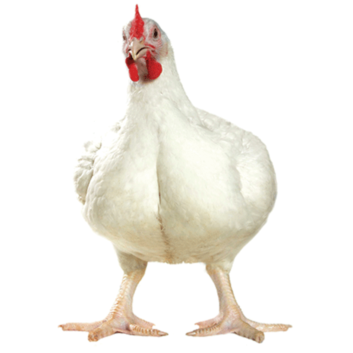 What Chicken Breed is Right for You? - HubPages