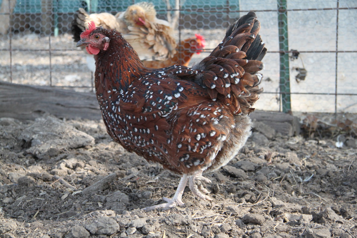 Speckled Sussex hen, one of many dual-purpose breeds that work well on a farm.