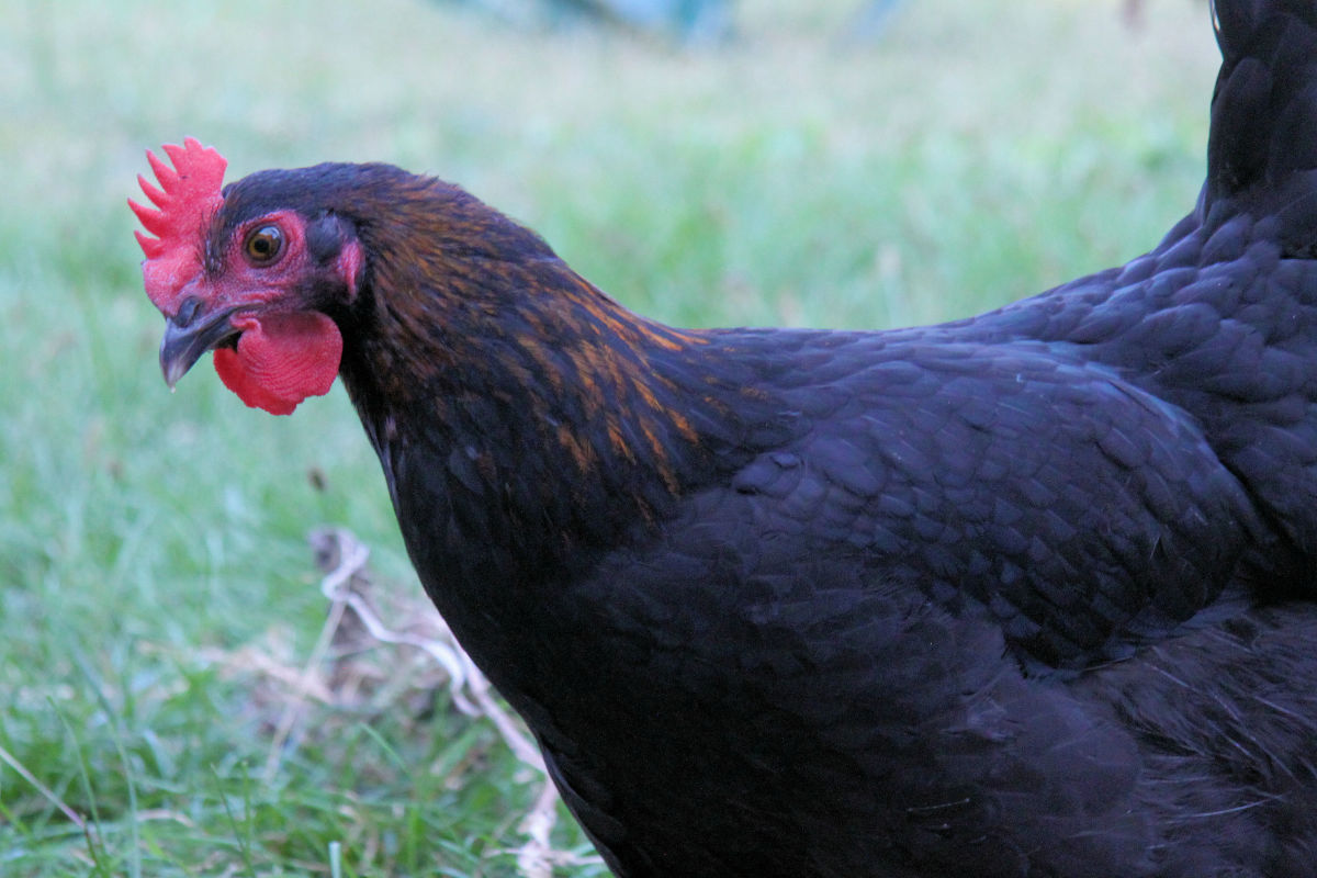 black copper marans hen