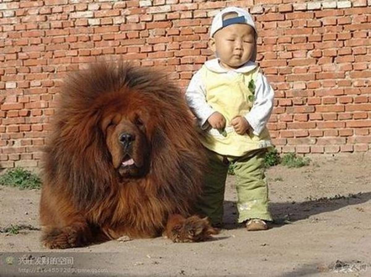 10-countries-where-tibetan-mastiffs-are-banned-or-restricted