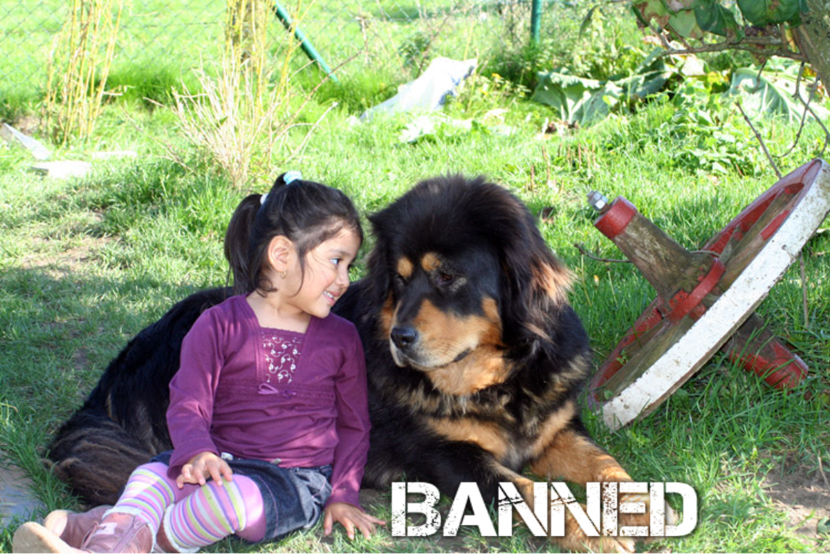 7 Countries Where Tibetan Mastiff Dogs Are Banned Or Restricted Hubpages