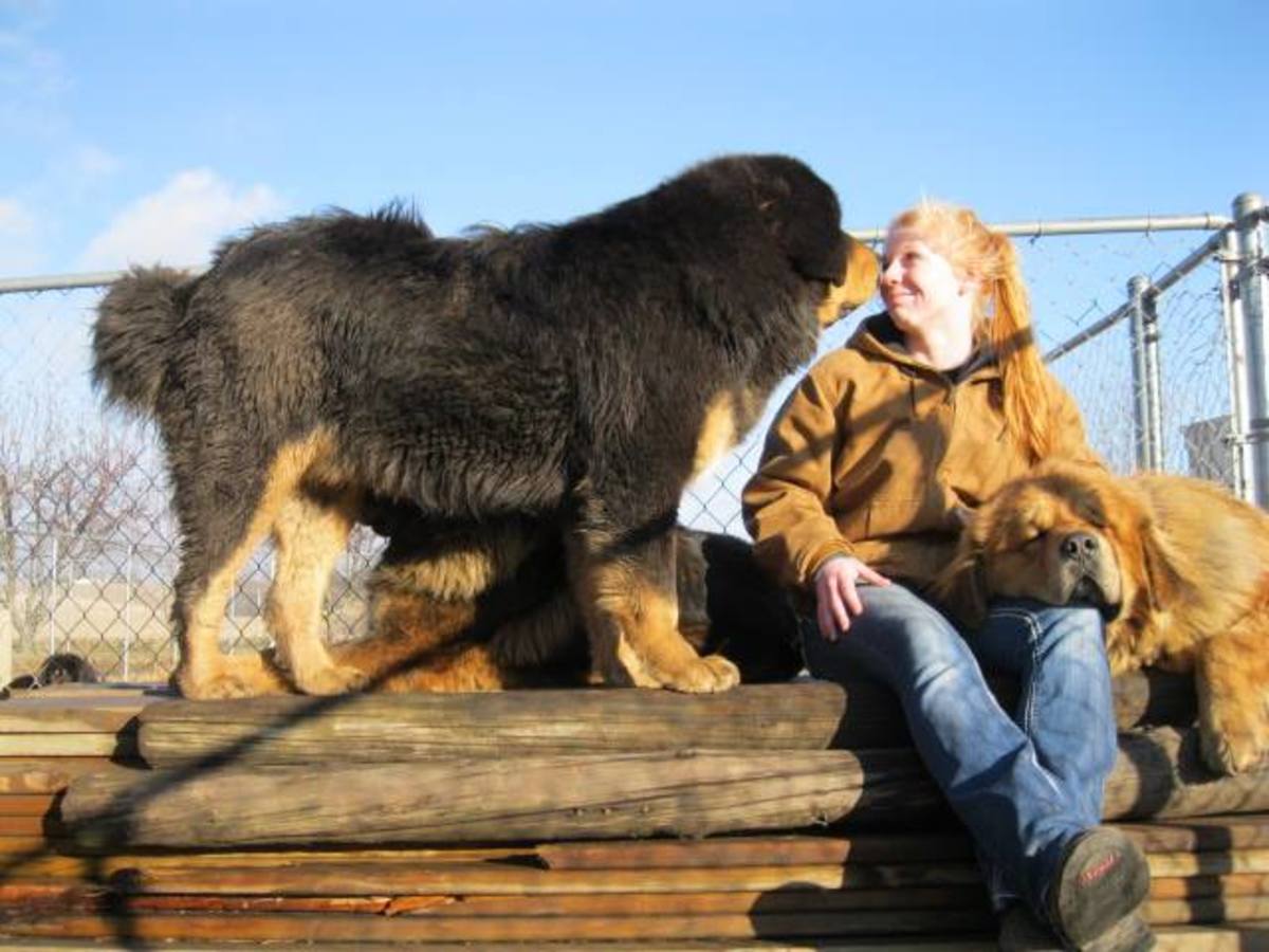 10-countries-where-tibetan-mastiffs-are-banned-or-restricted