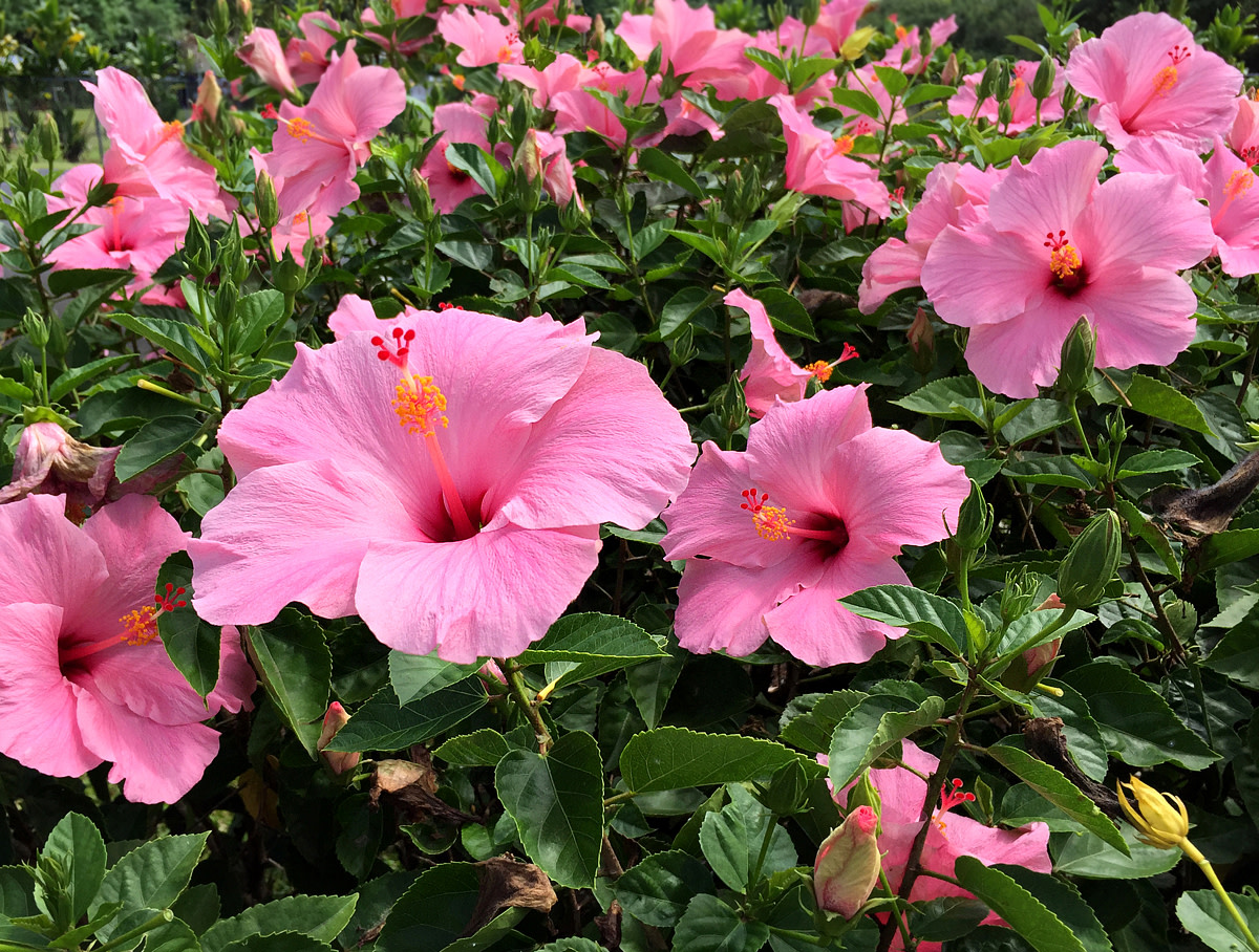 Pink hibiscus shrub makes an attractive hedge.