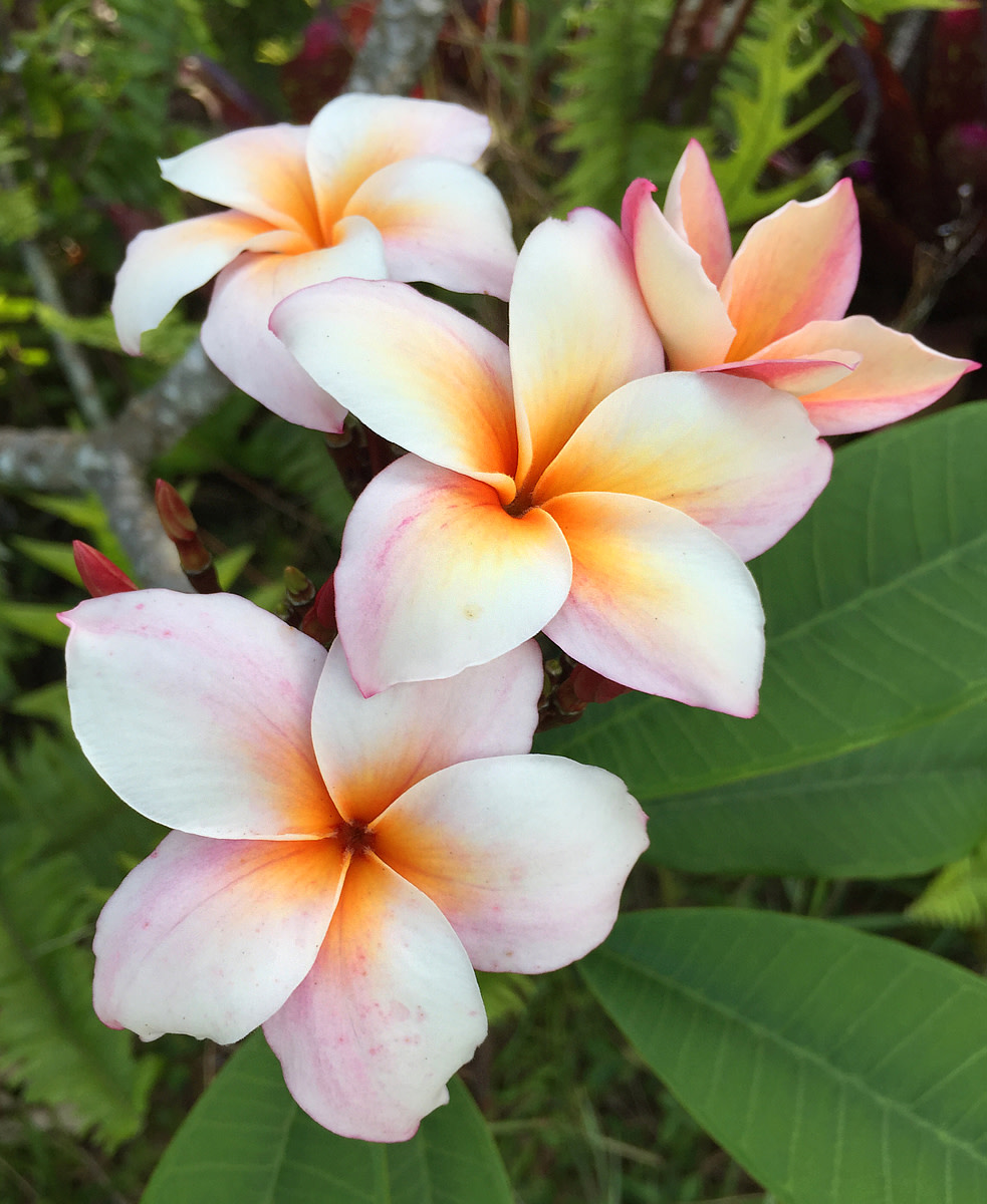 Plumeria in sunset pink (top) and blush pink (bottom).