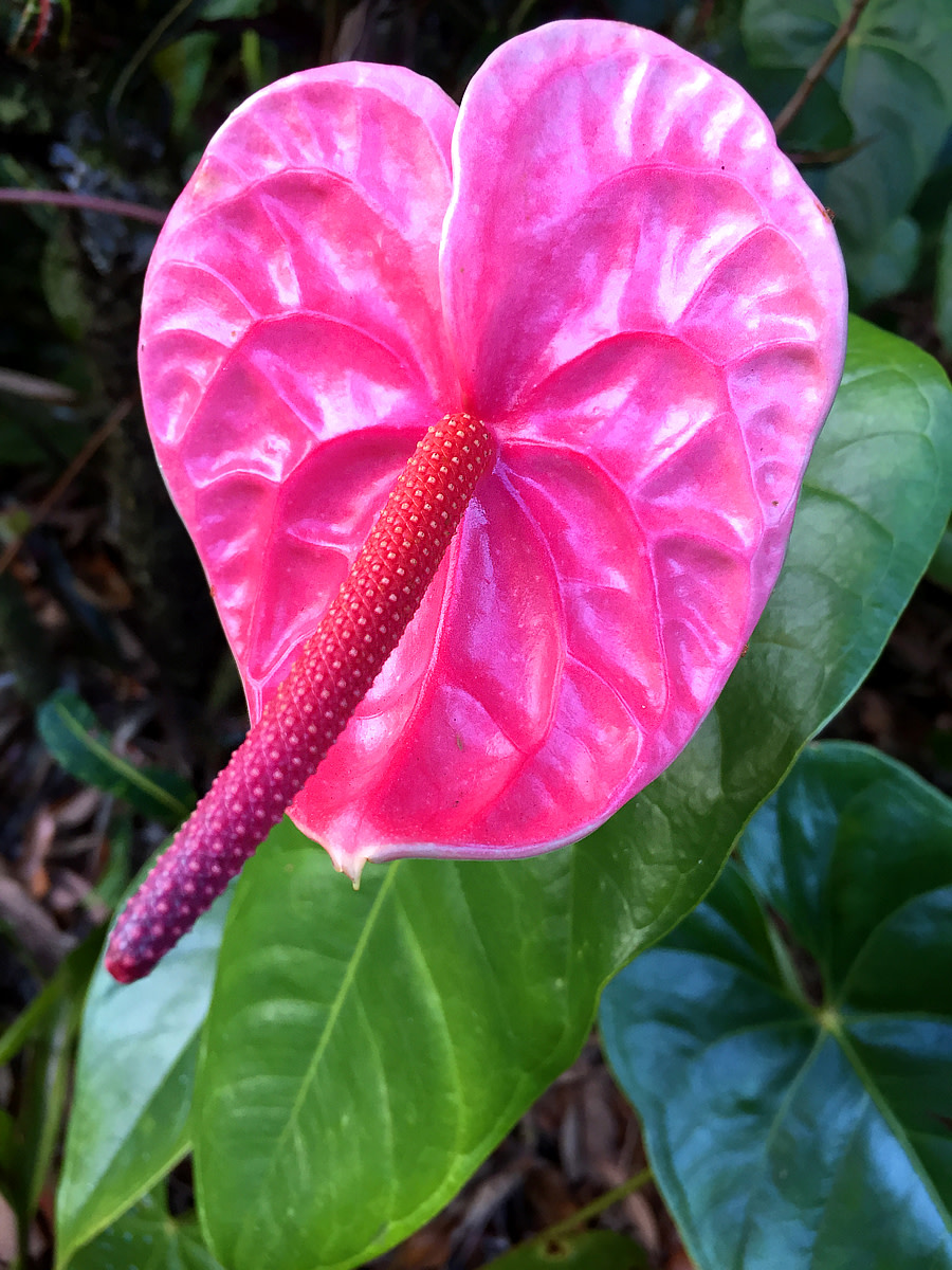 Anthurium is widely cultivated in Hawaii.