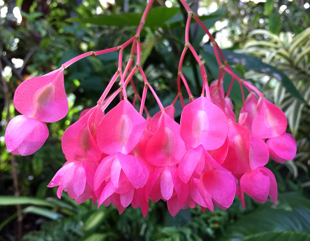 Begonia with dangling ultra pink flowers.