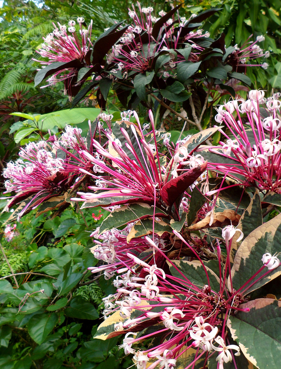 Starburst Clerodendrum blooms abundantly each season.
