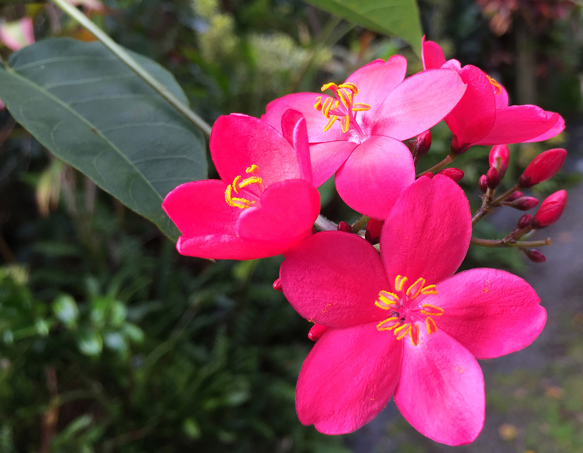 Planting A Garden With Pink Tropical Flowers - HubPages