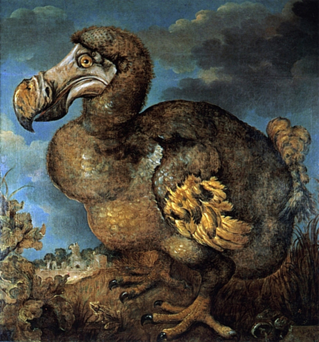 Around three feet tall and flightless, monkeys, cats and rats introduced into its habitat by man killed off the dodo.