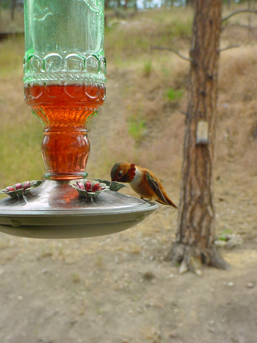Rufuous drinking nectar