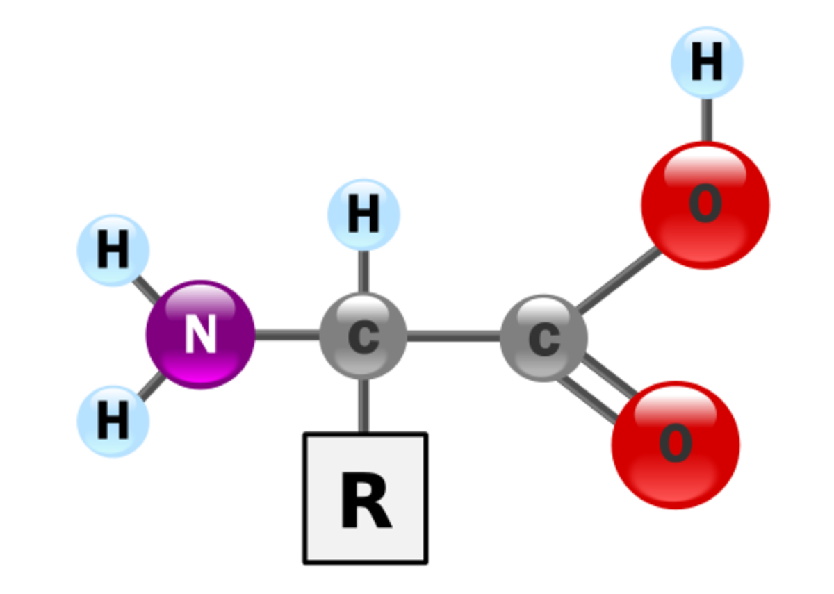 Nitrogen Cycle Definition Steps Importance And Solved Example