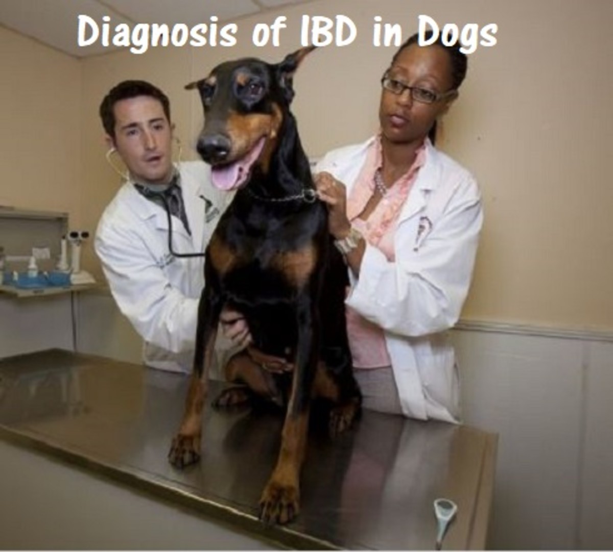 Diagnosis of IBD in Dogs (Inflammatory Bowel Disease)