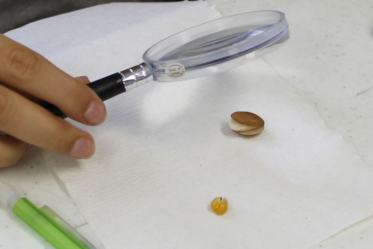 Observing and drawing dissected seeds