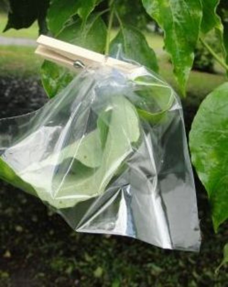 Transpiration Activity: Placing a bag over leaves in the sun