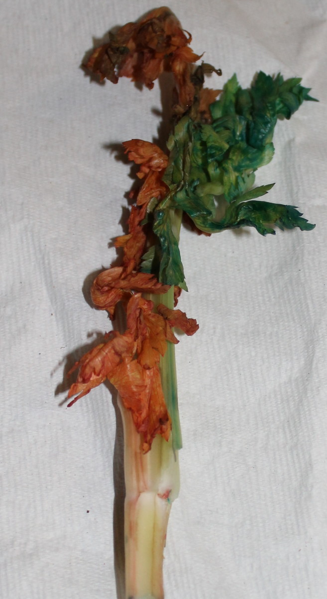 Celery that was dyed to show how its vascular system works