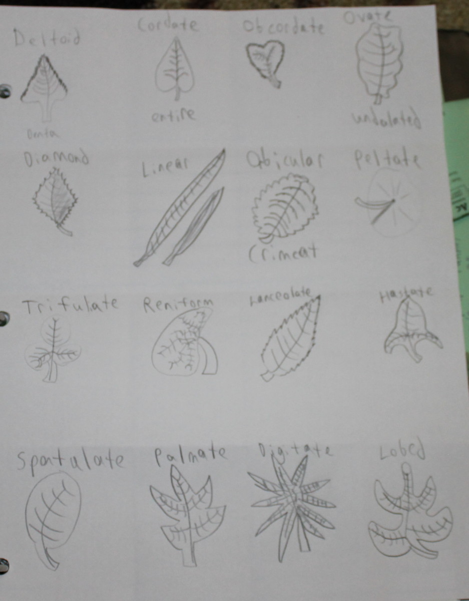 Sketching 16 main leaf shapes plus margins