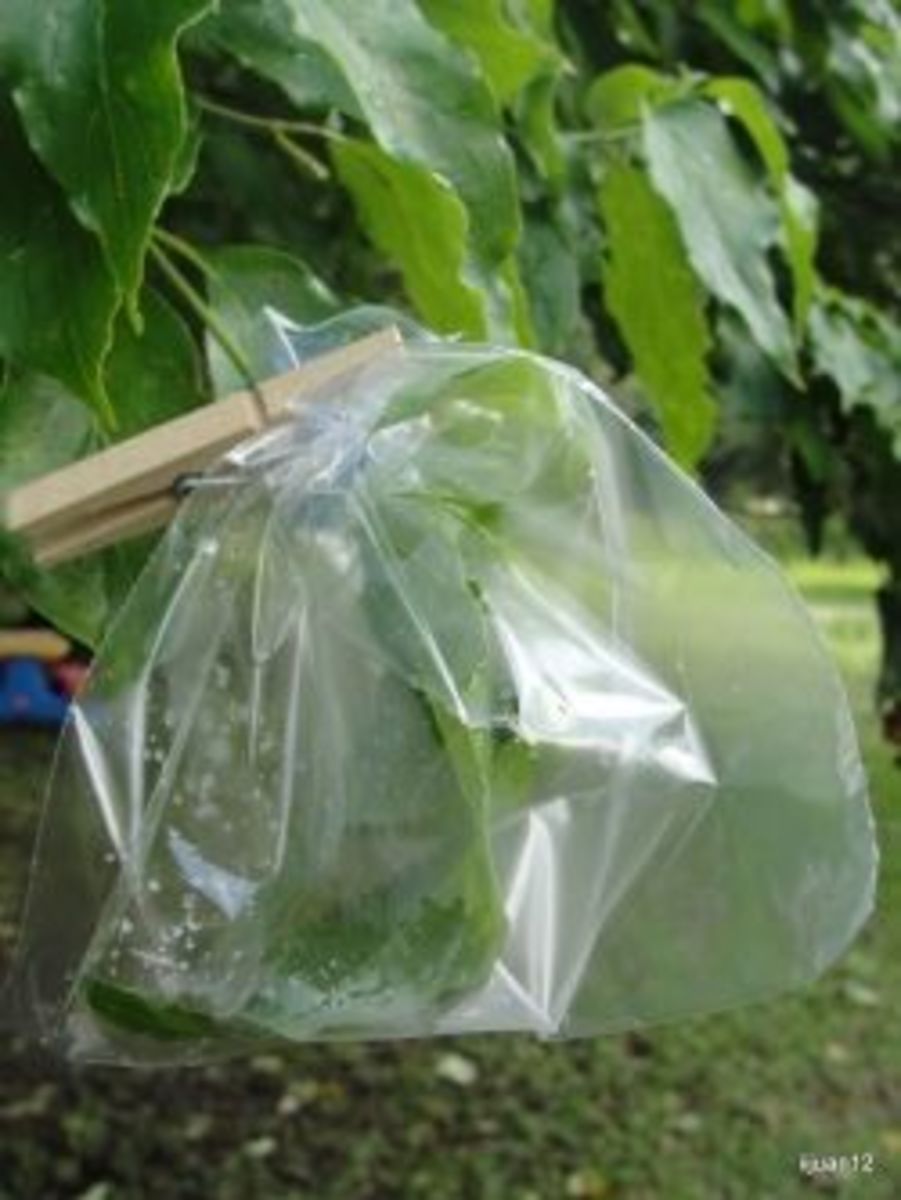 Water in the sandwich bag came from transpiration