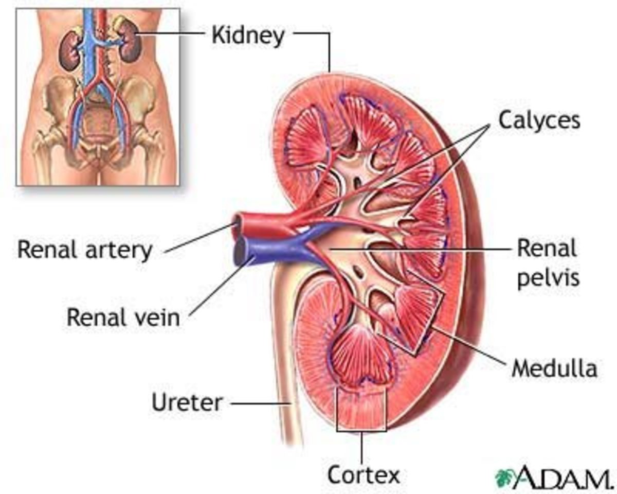 simple-kidney-cleanse