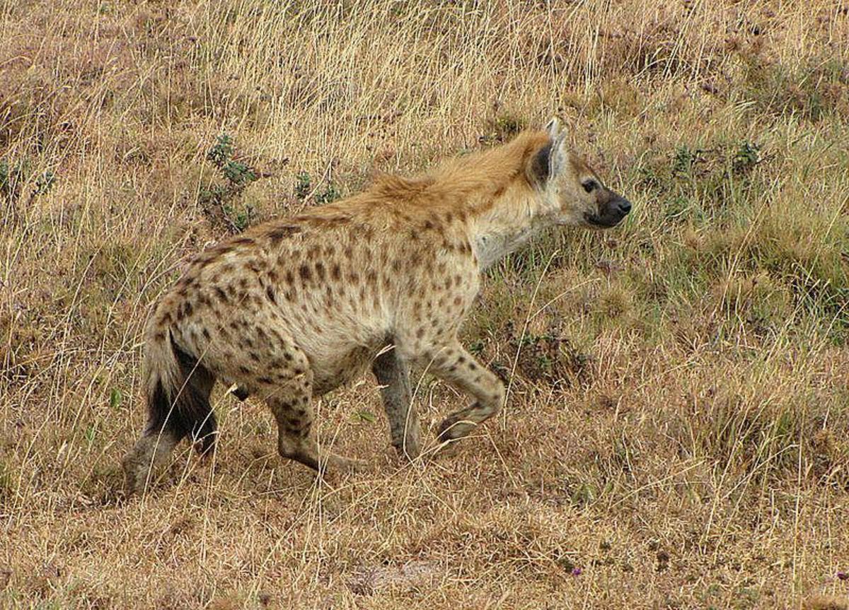 The hyena - has very strong jaws. 75% of hyenas deaths is due to being killed by lions. Image Credit: D. Gordon E. Robertson, Wikimedia commons 