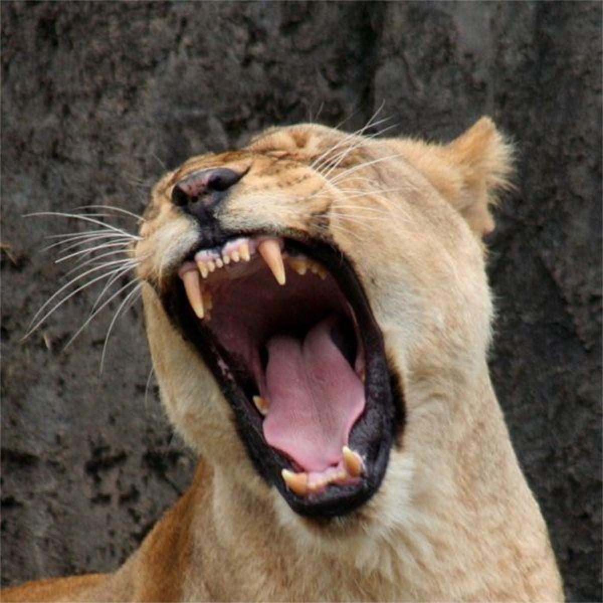 Female lion - take note of the sharp teeth that can instantly slice your flesh.Image credit: Mila Zinkova, Wikimedia commons 