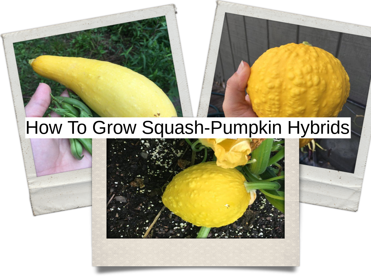 How to Grow SquashPumpkin Hybrids Dengarden