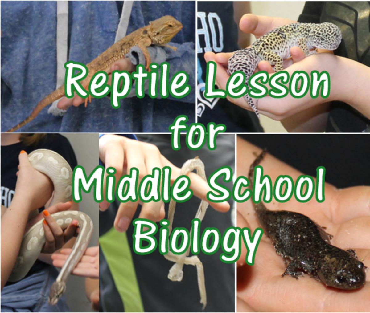 Reptile Lesson for Middle School Biology